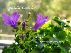 Ambella Lavender