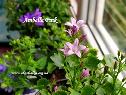 Ambella Pink