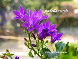 Ambella Purple