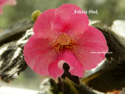 'Arletta Pink'