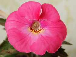 'Aurora Charm'