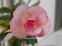 'Aussie Beauty'