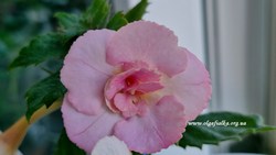 'Aussie Beauty'