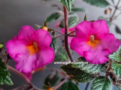 ���������� (xAchimenanth�)'Chancey Marie'