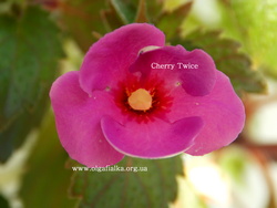 'Cherry Twice'