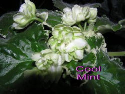 Cool Mint