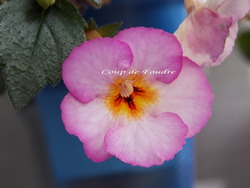 'Coup de Fourde'