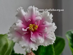 Dn-Солодка Мрія