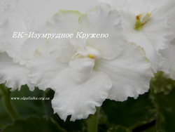 ЕК-Изумрудное Кружево