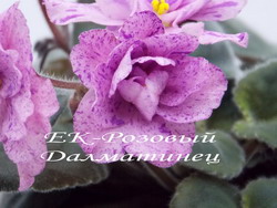 ЕК-Розовый Далматинец