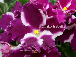 Humako Isabella