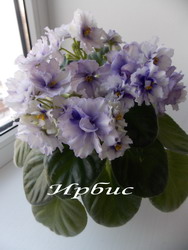 Ирбис
