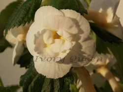 'Ivory Queen'