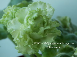 ЛЕ-Ирландская Зима