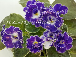 ЛЕ-Лунтик