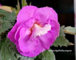 'Lavander Englich Rose'