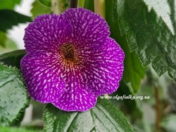 Ахіменанта (×Achimenantha) 'Lionheart' А