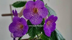 Ахіменанта (×Achimenantha) 'Lionheart' А