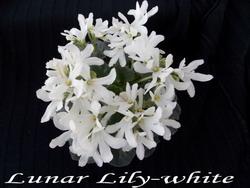 Lunar Lily-White