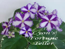 Lyon`s Fortune Teller-химера