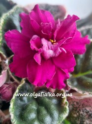 ��-������ ̳���