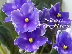 Neon Fireflies