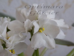 Optimara Glacier