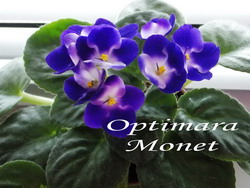 Optimara Monet