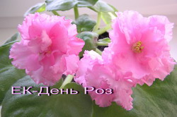 ЕК-День Роз
