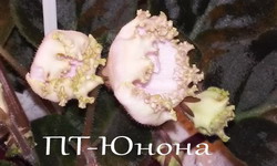 ПТ-Юнона