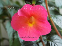 'Peach Cascade'
