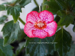 'Petite Marquise'