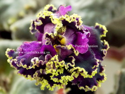 Purple Passion