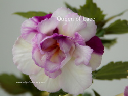 'Queen of Lace'