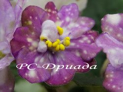 РС-Дриада