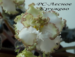 РС-Лесное Кружево