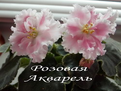 Розовая Акварель