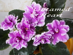 Untamed Heart