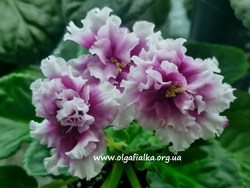 ��-�������� ����