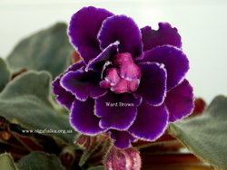 Ward Brown