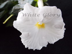  'White Glory'