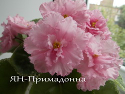 ЯН-Примадонна