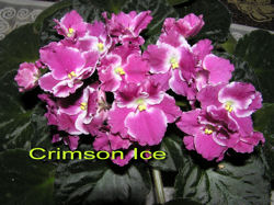 Crimson Ice