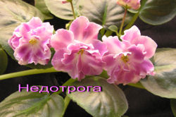 Недотрога