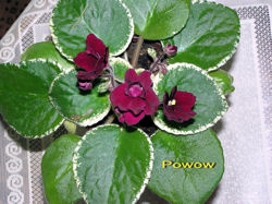 Powwow